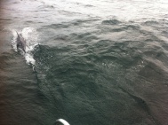 Die ersten Delphine begleiten die Luv in der Biskaya
