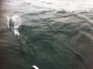 Die ersten Delphine begleiten die Luv in der Biskaya